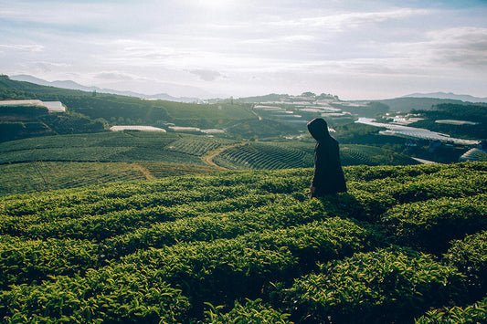 What Are the Different Types of Tea?