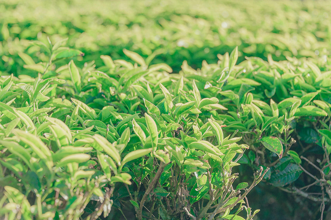 Can You Reuse Tea Leaves? A Complete Guide for Tea Lovers