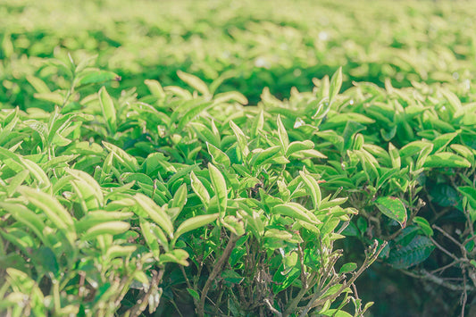 Can You Reuse Tea Leaves? A Complete Guide for Tea Lovers