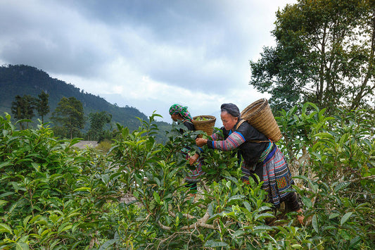 What Is the Best Way to Store Tea? | Complete Guide for Tea Lovers